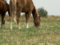 Mare, Russian Don — photo 3