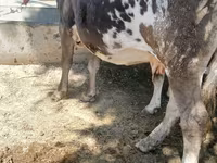 Vaca, Raça Alatau — foto 3