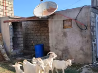 Dişi keçi, Saanen goat — foto 3