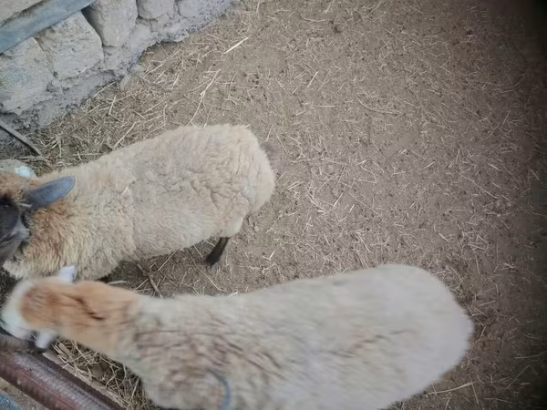 Sheep, Sheep — Azerbaijan
