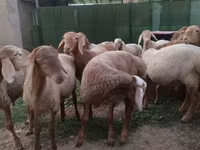 Ram, Rhon sheep — photo 7