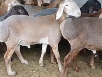 Qoʻchqor, Arashan sheep — 4-rasm
