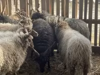 Carnero, Racka sheep — foto 2