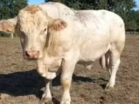 Buğa, Charolais cattle — foto 2