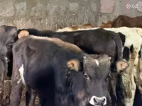 Bulle, Aberdeen-Angus — Foto 2