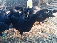 Ayam Cemani — Foto 8