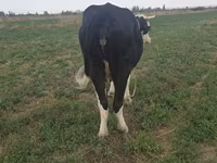 Cow, Brown Mountain — photo 6