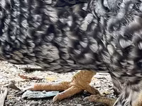 Chickens — फ़ोटो 3