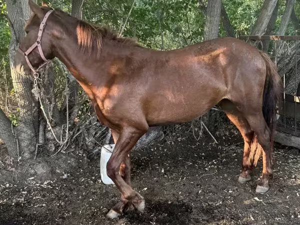 Kůň, Kazakh horse
