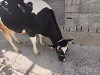 Krava, Russian Black pied cattle — foto 1