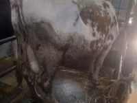 İnək, Simmental cattle — foto 4