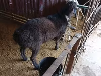 Beran, Hissar sheep — foto 1