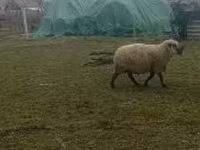 كبش, Shroshire sheep — الصورة 3