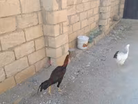 Chickens — foto 3