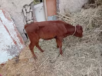 Vaca, Ganado vacuno — foto 3