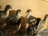 Turkeys — foto 1