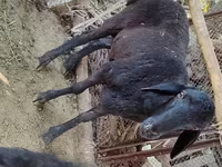 Qoʻchqor, Blackheaded Persian sheep — 3-rasm