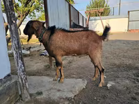 Koza, Kozy — zdjęcie 1