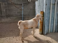 عنزة, Kamori goats — الصورة 6