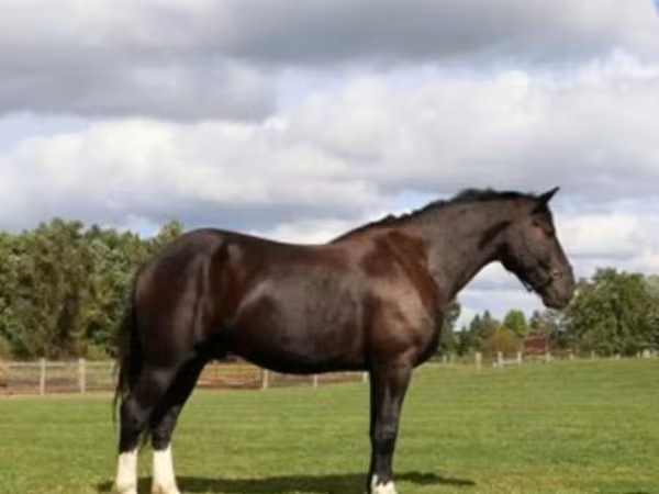 Hengst, Percheron