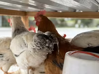Chickens — photo 4