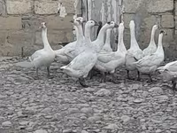 Geese — foto 1