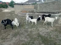 Billy Goat, Goats — photo 1