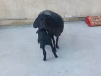 Sheep (batch, sex not specified), Sheep — photo 2