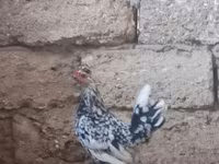 Chickens — photo 2
