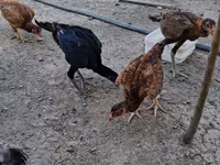 Chickens — photo 3