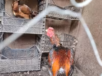 Chickens — الصورة 8