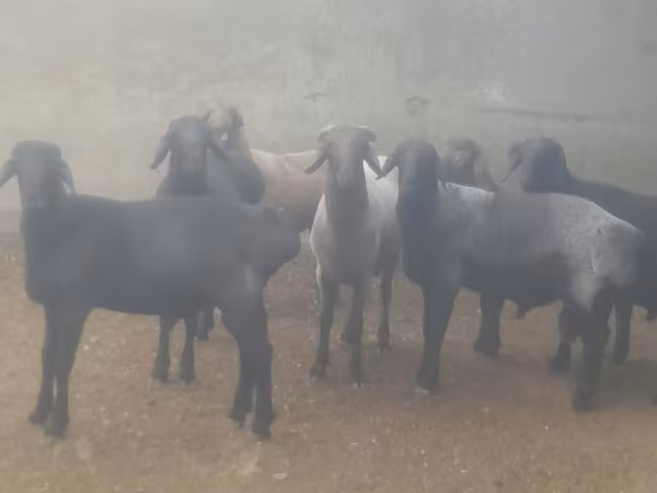 公羊, Sheep