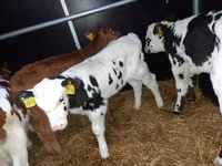 Touro, Simmental cattle — foto 2