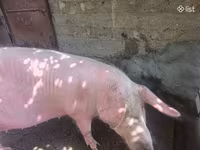 Säue, Schweine — Foto 2