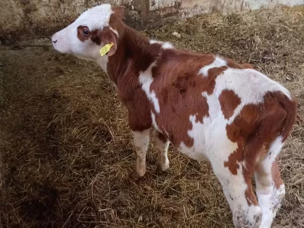 Buğa, Simmental cattle