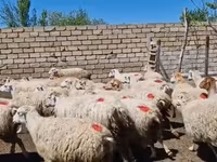 母羊, Sheep — 照片 4