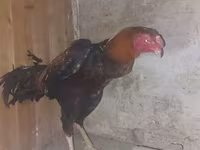 Chickens — foto 1