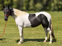 Madyan, Pinto horses — foto 4