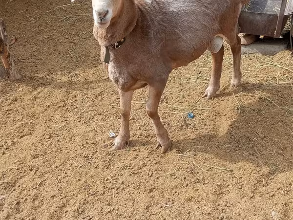 كبش, Katum sheep