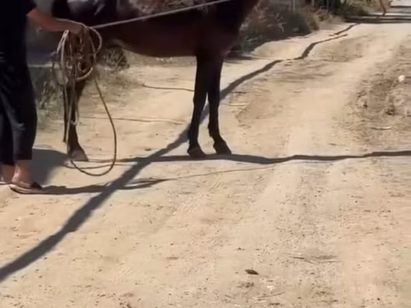 Horse (M), Karabakh horse