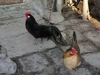 Chickens — الصورة 3