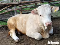 Bulle, Simmental cattle — Foto 8