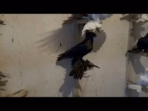 Утки