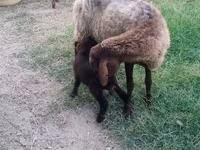 Sheep (batch, sex not specified), Sheep — photo 3