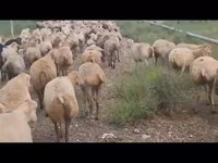 Qoyun, Qoyunlar — foto 7