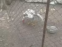 Chickens — foto 7
