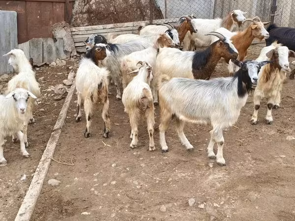 Dişi keçi, Damask goat