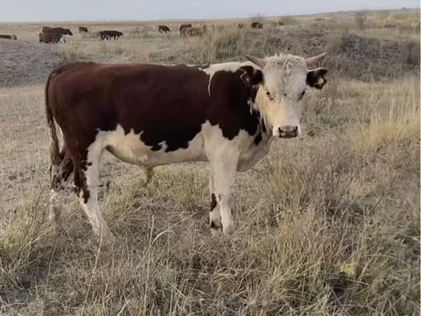 Bull, Kazakh White-headed cow