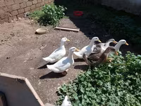 Alman Pekin — foto 2
