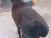 मेढ़ा, Tian-Shan semifinewool sheep — फ़ोटो 1